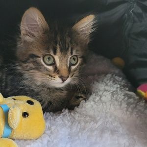 Meet your Posher, Jen